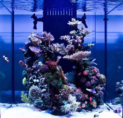 5 gallon aquascape with a cave (no filter, no co2). 90 Gallon Reef Tank Aquascape | About Townsville