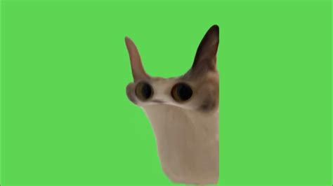 Cat Meow Meme Green Screen Youtube