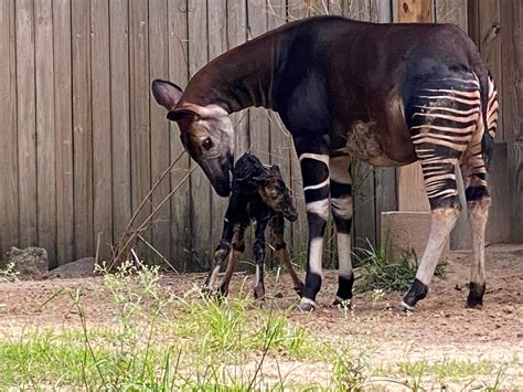 Okapi Born At The Houston Zoo The Houston Zoo