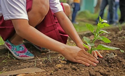 Kids Planting Seeds