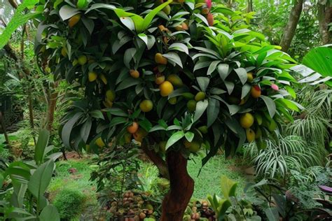 25 Fast Growing Fruit Trees In Zone 9