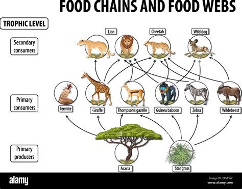Education Poster Of Biology For Food Webs And Food Chains Diagram