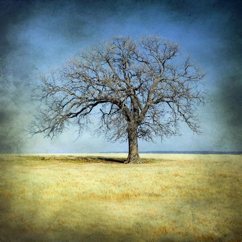 Lone Tree Photograph By Mike Irwin Fine Art America