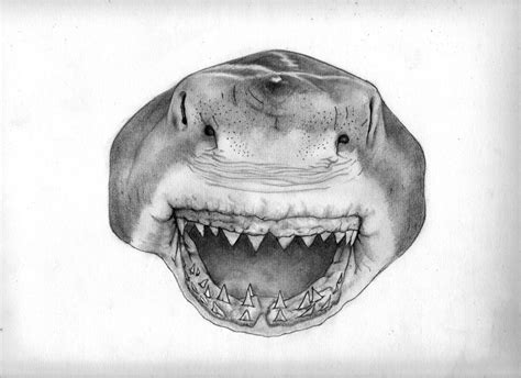 Shark Sketch By Arnographik On Deviantart