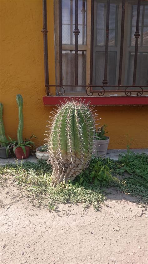 Bueno, hay varios métodos, durante años he sacado muchas espinas, porque mi padre tenía cientos de cactus y porque siempre está en el huerto (no solo los cactus. Ayuda ¿Cómo cambiar de lugar cactus gran tamaño?