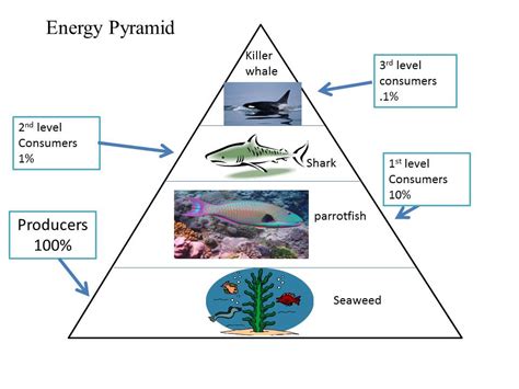 Marine Ecosystem Energy Pyramid