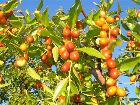 Tree breeding and domestication is much harder than vegetables because it's a long process, said fei. The meaning and symbolism of the word - Jujube