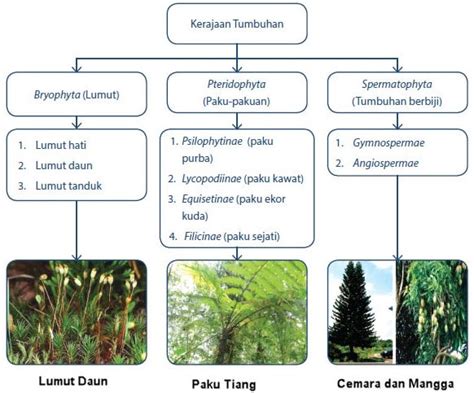 22 Penting Klasifikasi Kingdom Plantae