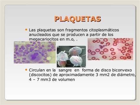 Las plaquetas o trombocitos son unas células sanguíneas que encontramos en la sangre, las cuales son las principales responsables de la coagulación un único megacariocito es capaz de producir de 1000 a 3000 plaquetas, las cuales, una vez se forman, comienzan a circular en el torrente. Plaquetas: ¿qué son? Función, fisiología, características ...