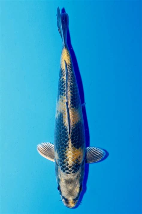 Koi-Auktion: Koi KIN KI-UTSURI JUMBO TOSAI