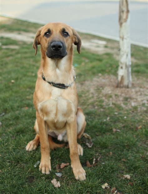 Yellow Lab Shepherd Pitbull Mix