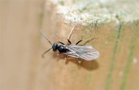 Carpenter Ants Termites Sawdust Small Insects That Look Like Ants With