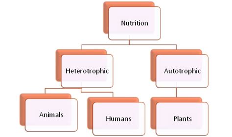 Modes Of Nutrition Class Science Lesson Life Processes