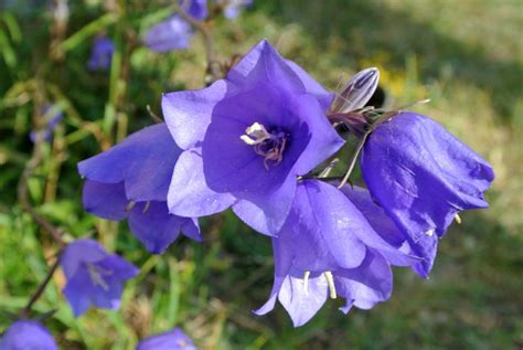 Blue Bell Shaped Flowers Photos