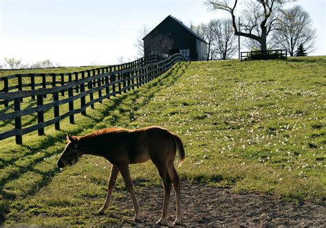 Its A New Tourist Friendly Era At Kentuckys Famed Horse Farms