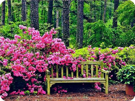 perfect place for a park bench rest forest bench spring park trees green hd wallpaper