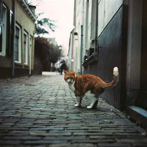 Alley Cat Why Do You Follow Me Rolleiflex 35f