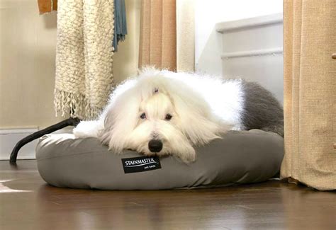 Big Sale Dog Beds For Big Breeds Youll Love In 2021 Wayfair