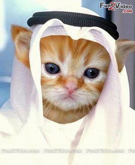 Arabic Cat Cute Picture More Cute Cat Pictures Fun2video
