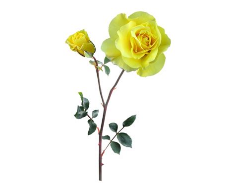 There are 668 long stem real touch artificial flower suppliers, mainly located in asia. Free Long Stem Rose Png, Download Free Clip Art, Free Clip ...