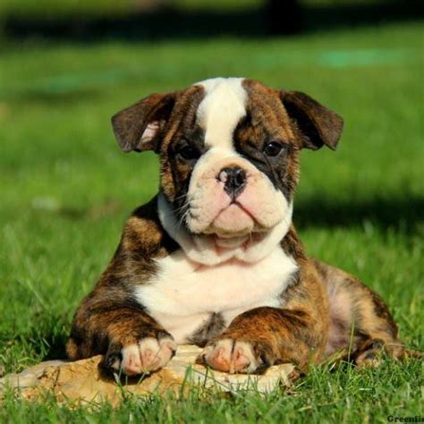 Olde English Bulldogge Puppies For Sale Greenfield Puppies