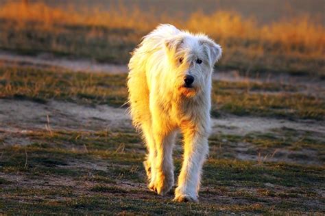 Ciobanesc Românesc Mioritic Hundefunde