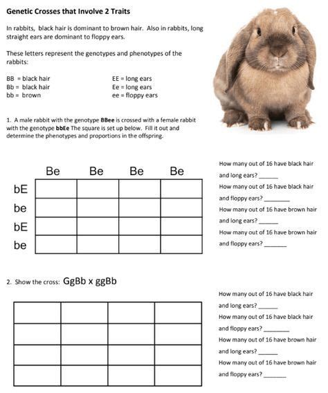 Chapter 10 dihybrid cross worksheet answer key | mychaume.com dihybrid crosses in guinnea pigs these type of crosses can be challenging to set up, and the square you create will be 4x4. Bestseller: Chapter 10 Dihybrid Cross Worksheet Key