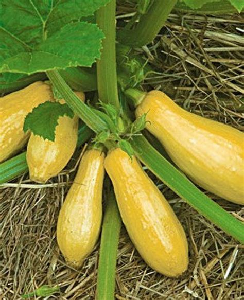 Organic Yellow Squash Seeds Early Prolific Straightneck Etsy