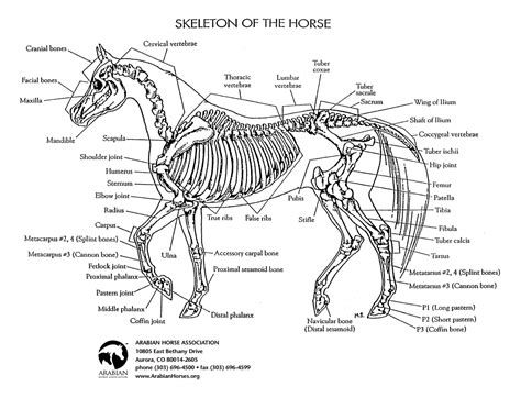 Horse Skeletal Diagram