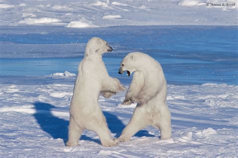 Arctic Mammals Life On Thin Ice