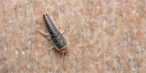 How To Get Rid Of Silverfish Naturally Use Guide And Make It Fast