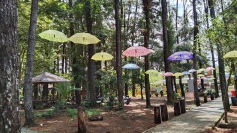 Wisata Hutan Pinus Mentaos Banjarbaru, Banyak Spot Foto ...