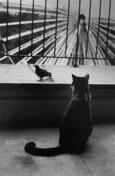 Henri Cartier Bresson An Attentive Cat S E E C A T