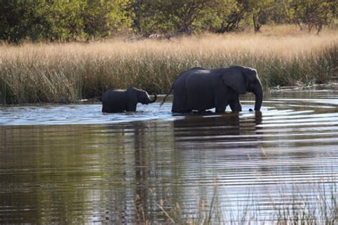 A Botswana Safari Adventure Travel Blat