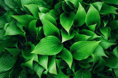 Nature Concept Top View Green Leaves Texture Tropical Leaf Background