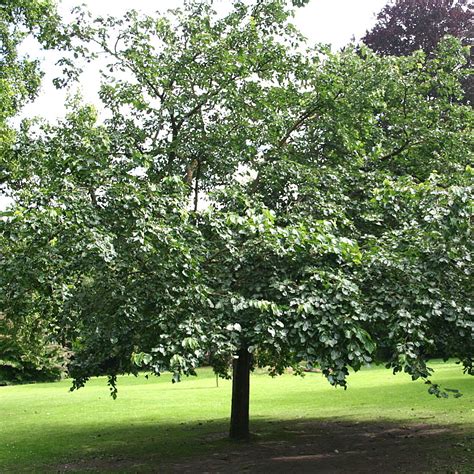 It has a shorter lifespan and grows faster than its counterpart. Franklin & Marshall - White Mulberry (Morus alba)