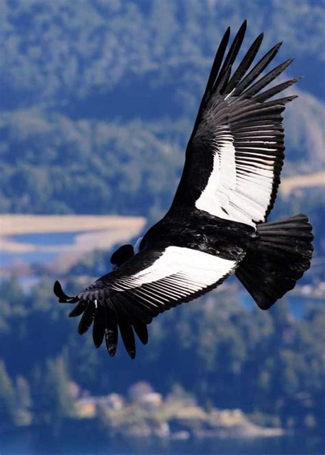 9 Biggest Birds That Fly Worlds Largest By Wingspan And Weight