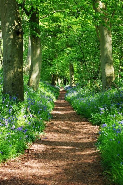 Ethereal Garden Path Country Landscaping Landscape Scenery