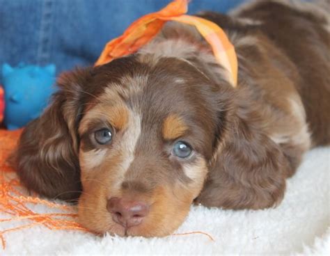 We provide this application to perspective pet parents so we can get to know you better. Chino Gorgeous Chocolate Dapple Miniature Dachshund. - Yelp