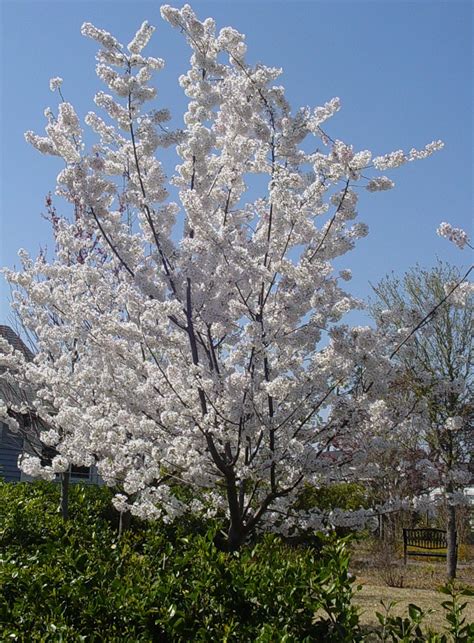 Yoshino cherry tree (prunus x yedoensis) is a japanese flowering cherry tree native to japan. Americus Garden Inn Bed and Breakfast: Say Hello to the ...