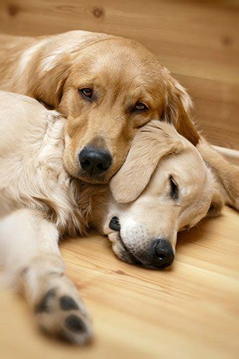 They are enchanting, cheap, and low maintenance. 26 Low Maintenance Dog Breeds | Best For First Time Owners