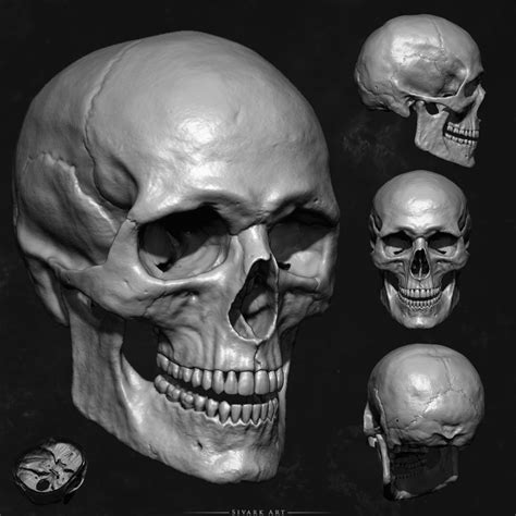 Artstation Human Skull Model Sivark Art