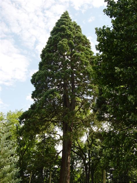 Giant Sequoia Pennsylvania State Champion Tyler Arboretu Flickr