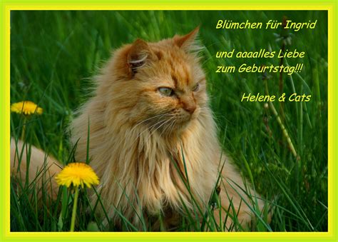 Da hab ich nicht lang bedacht und ein schönes sträußchen zurechtgemacht. Beste 20 Geburtstagswünsche Katzen - Beste Wohnkultur ...