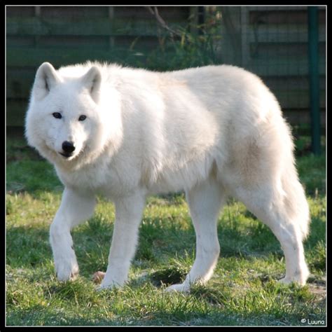 Le loup est craintif et discret. Mon animal préféré ! Le loup ♥