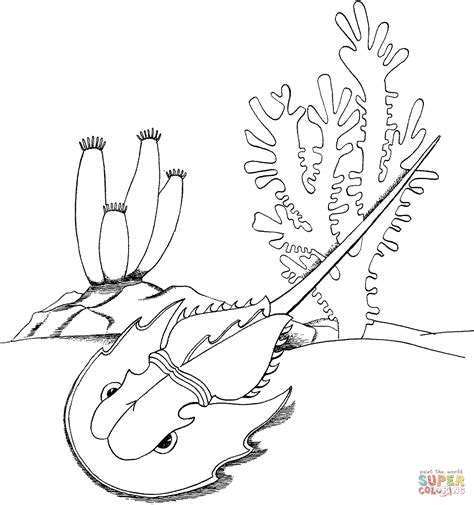 Horseshoe Crab coloring page | Free Printable Coloring Pages