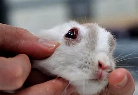 Болезни глаз у кроликов слезятся гноятся глаза причины и лечение