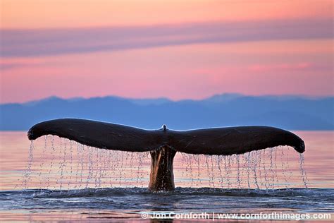 humpback whale tail 116 photo picture print cornforth images