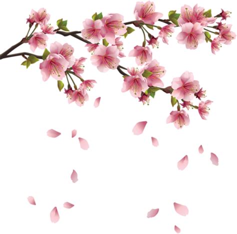 Sakura Cherry Blossom Cherry Blossom Flowers Watercolor Transparent