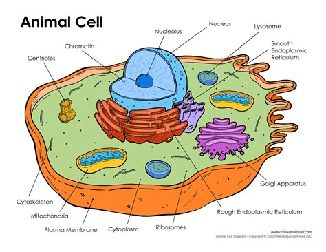 Animal Cell Diagram Tims Printables